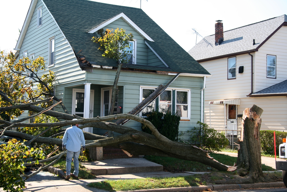 Tree falls on roof