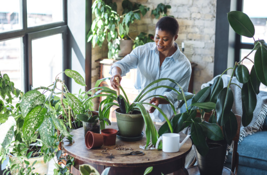 African-American lady works with her plants in her apartment
