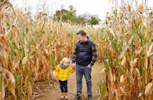 Boy and father navigate a corn maze