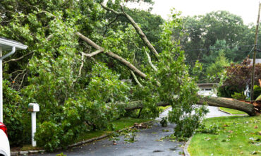 Big tree falls across the road and lands on the neighbor's house - cheap homeowners insurance in Georgia.