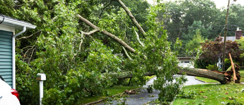 Big tree falls across the road and lands on the neighbor's house - cheap homeowners insurance in Georgia.