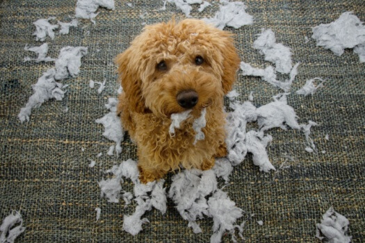 Cute little poodle with innocent expression with torn up cushions.