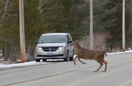 A deer runs across a road in front of a car - cheap car insurance in Georgia.