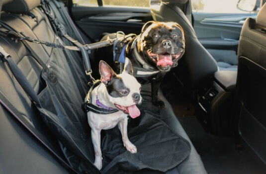 A Boston Terrier on the back seat of a car alongside a Staffordshire Bull Terrier. Both dogs are wearing a harness and they are hooked on to the seat for safety while traveling with pets. The seat has a protective cover.