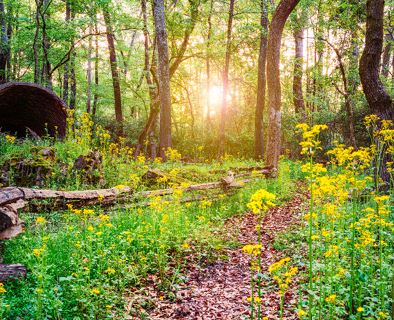 Old smoke stack ruins along a trail lined with wildflowers in the morning in Athens – cheap car insurance in Georgia.