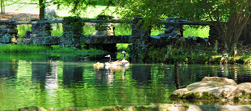 A small pond with the rock bridge behind it in the back ground, makes the perfect place the geese to take a quick swim -cheap car insurance in Georgia.