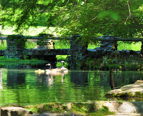 A small pond with the rock bridge behind it in the back ground, makes the perfect place the geese to take a quick swim -cheap car insurance in Georgia.