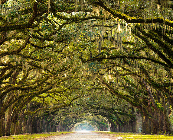 A stunning, long path lined with ancient live oak trees draped in spanish moss in the warm, late afternoon in Georgia.