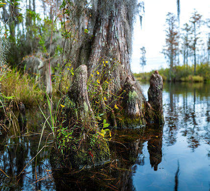 Georgia Swamp Cypresses with epiphytic Tillandsia plants, aerial roots of cypresses sticking out of water in swamp, reflection of plants in still water.