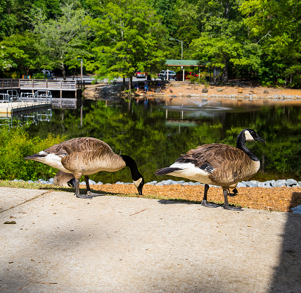 Geese walking along a paved path beside a pond at Dupree Park in Woodstock, Georgia