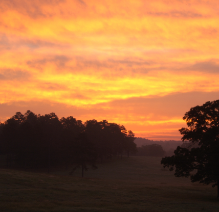 Grove of trees in the morning, in Winder, Georgia